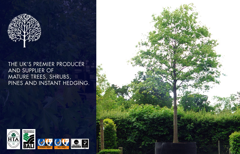The UK's premier producer and supplier of mature trees, shrubs, pines and instant hedging